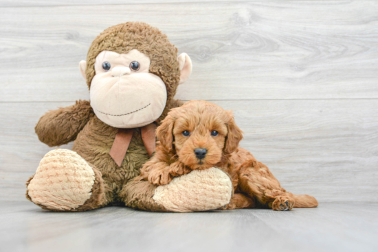 Mini Goldendoodle Pup Being Cute