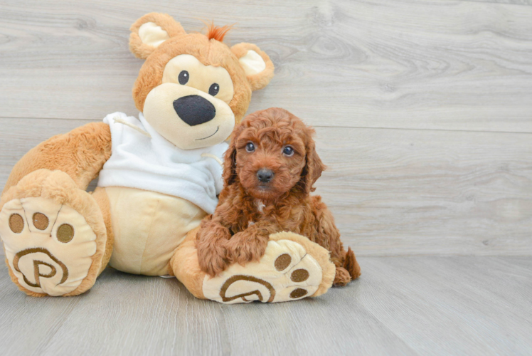 Mini Goldendoodle Pup Being Cute