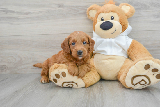 Adorable Golden Retriever Poodle Mix Puppy