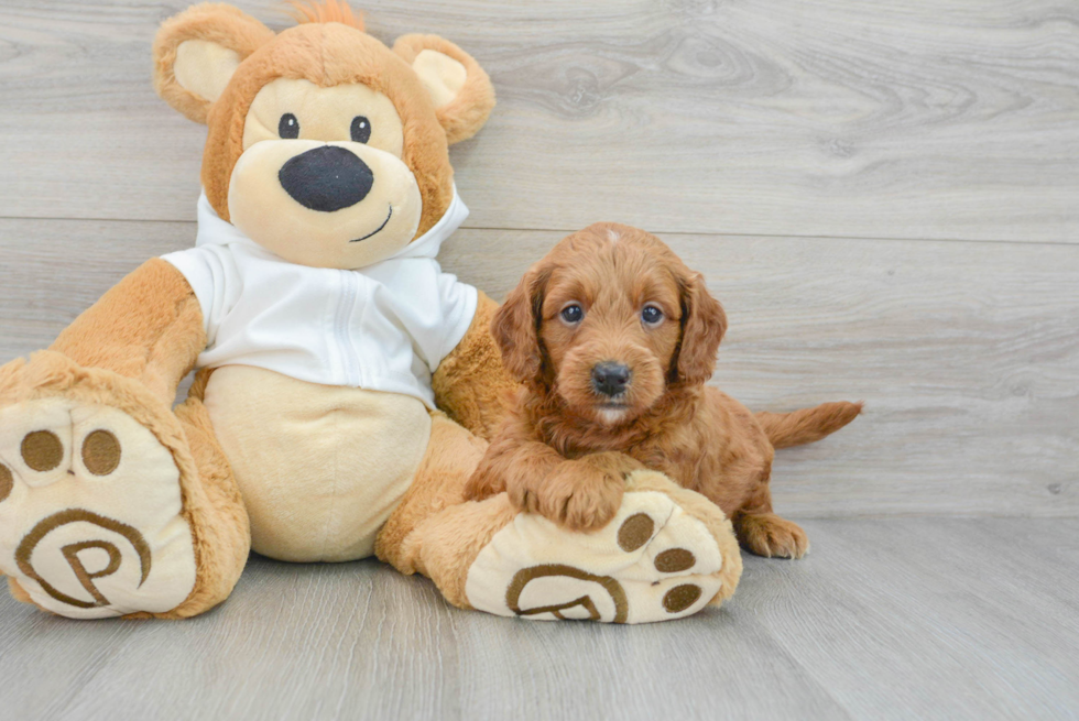 Mini Goldendoodle Puppy for Adoption