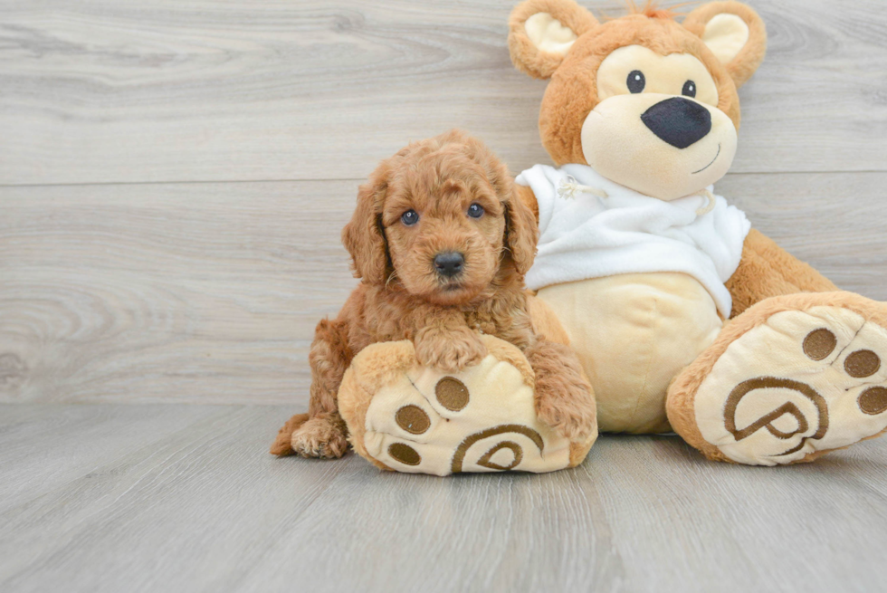 Mini Goldendoodle Pup Being Cute