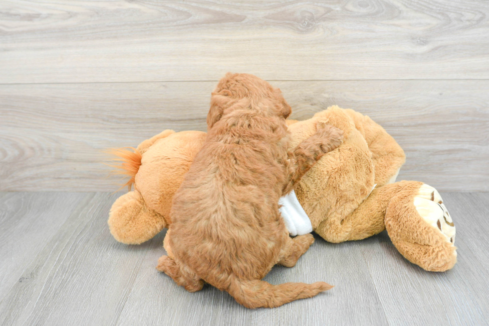 Adorable Golden Retriever Poodle Mix Puppy