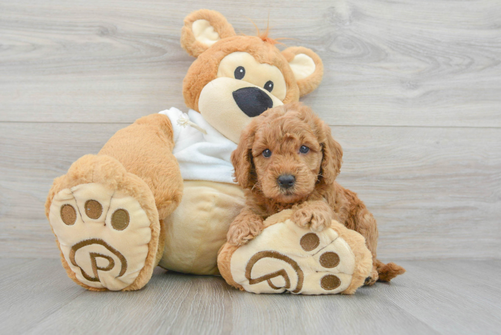 Best Mini Goldendoodle Baby