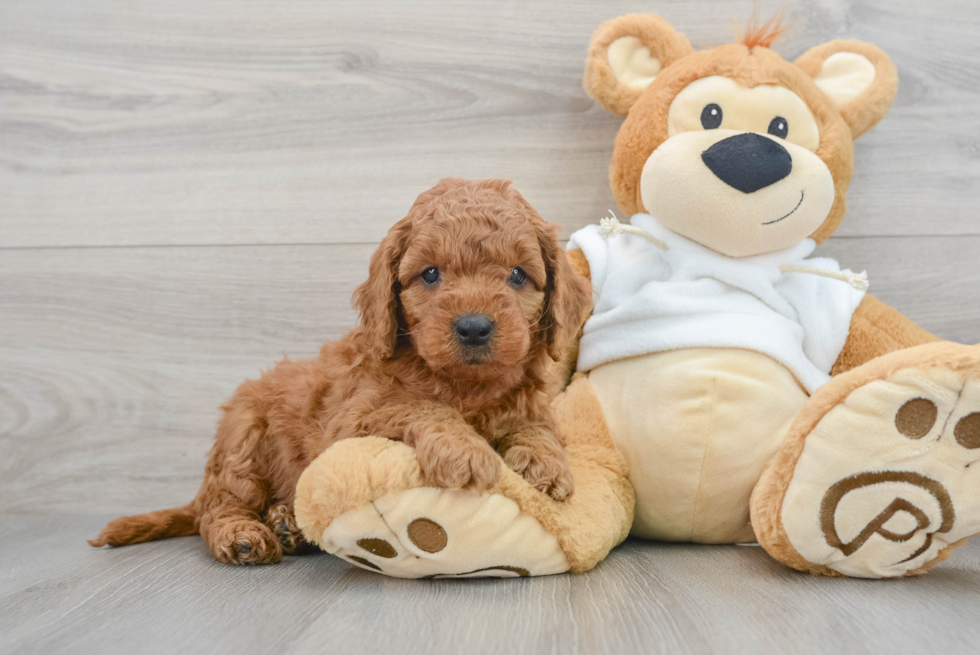 Hypoallergenic Golden Retriever Poodle Mix Puppy