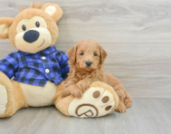 8 week old Mini Goldendoodle Puppy For Sale - Premier Pups