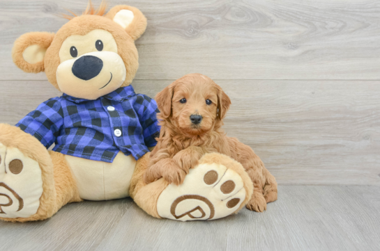 Happy Mini Goldendoodle Baby