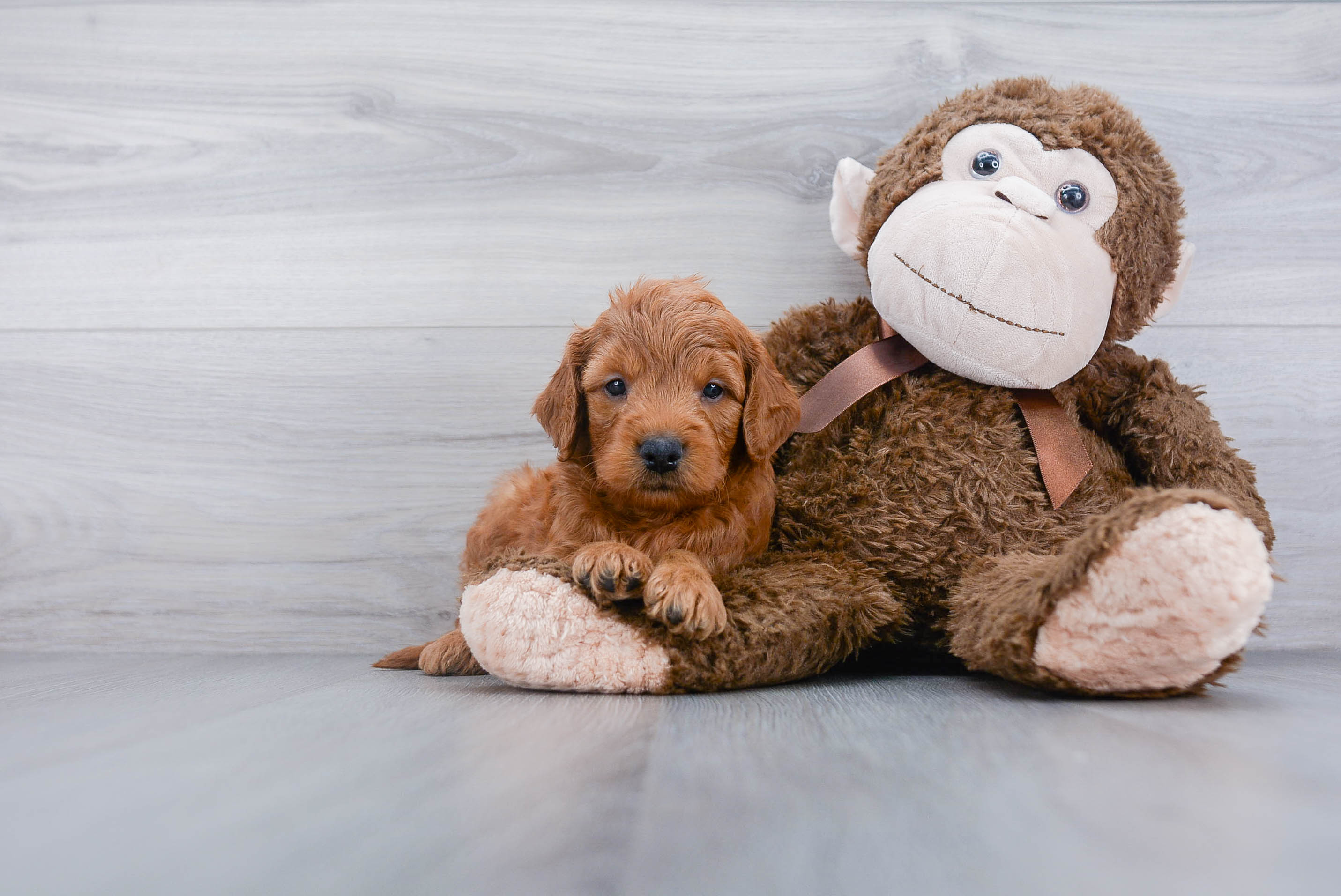 Small Mini Goldendoodle Baby