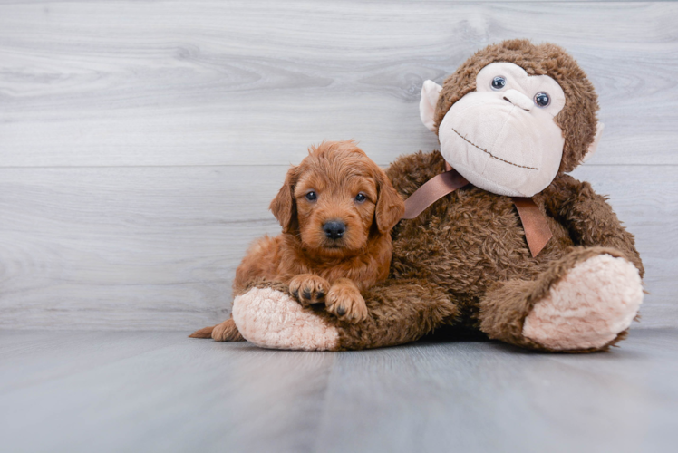 Small Mini Goldendoodle Baby