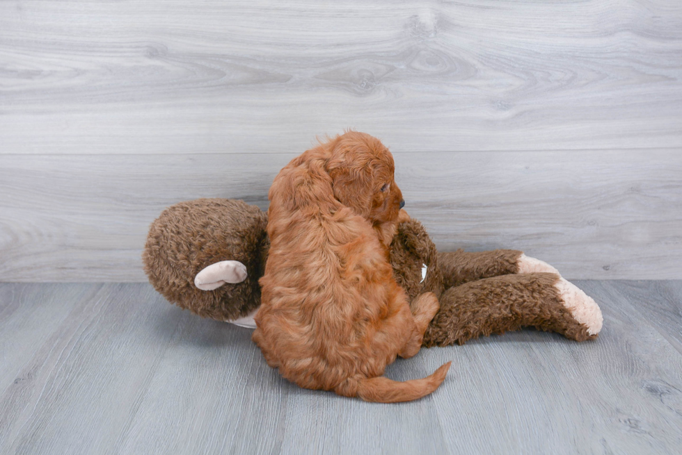 Playful Golden Retriever Poodle Mix Puppy