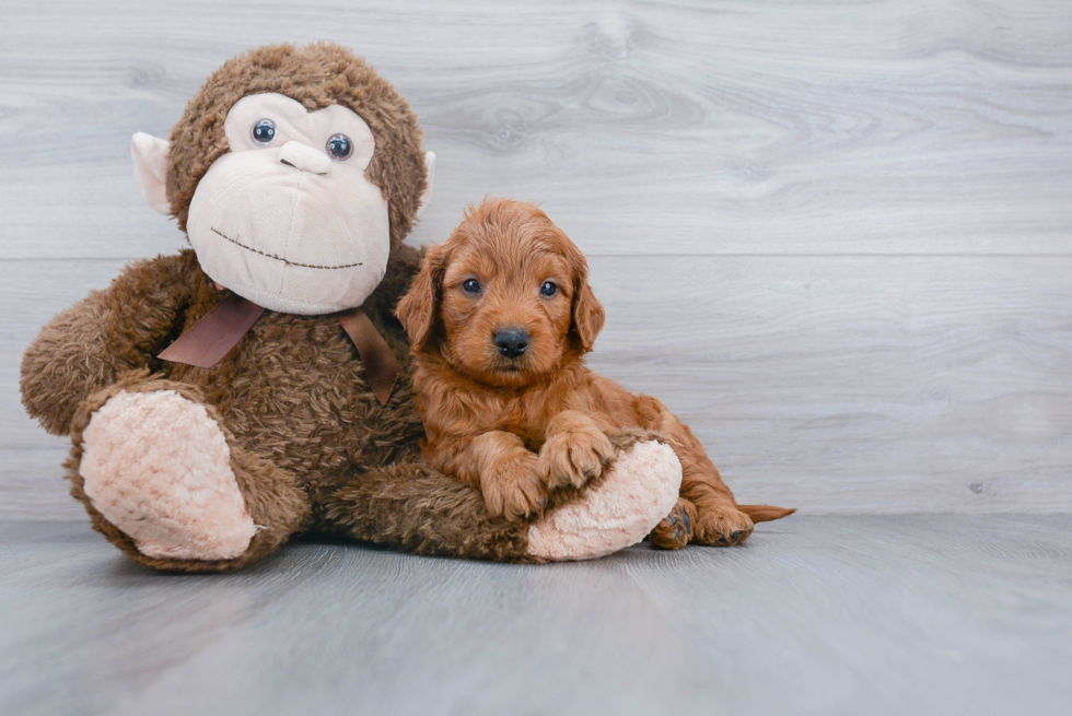 Small Mini Goldendoodle Baby