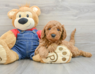 8 week old Mini Goldendoodle Puppy For Sale - Premier Pups
