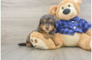 Cute Mini Goldendoodle Baby