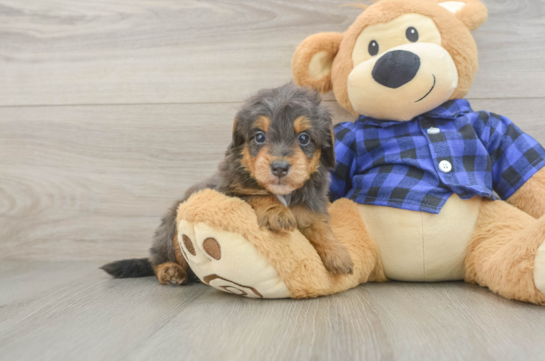 Cute Mini Goldendoodle Baby
