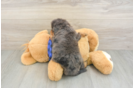 Best Mini Goldendoodle Baby