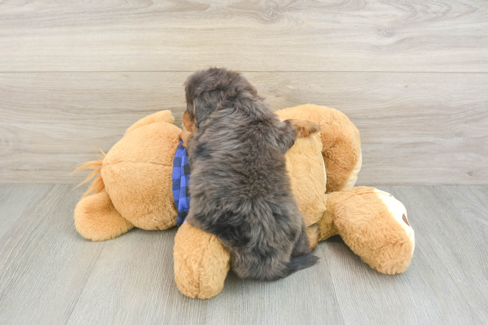 Best Mini Goldendoodle Baby