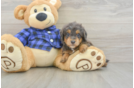 Sweet Mini Goldendoodle Baby