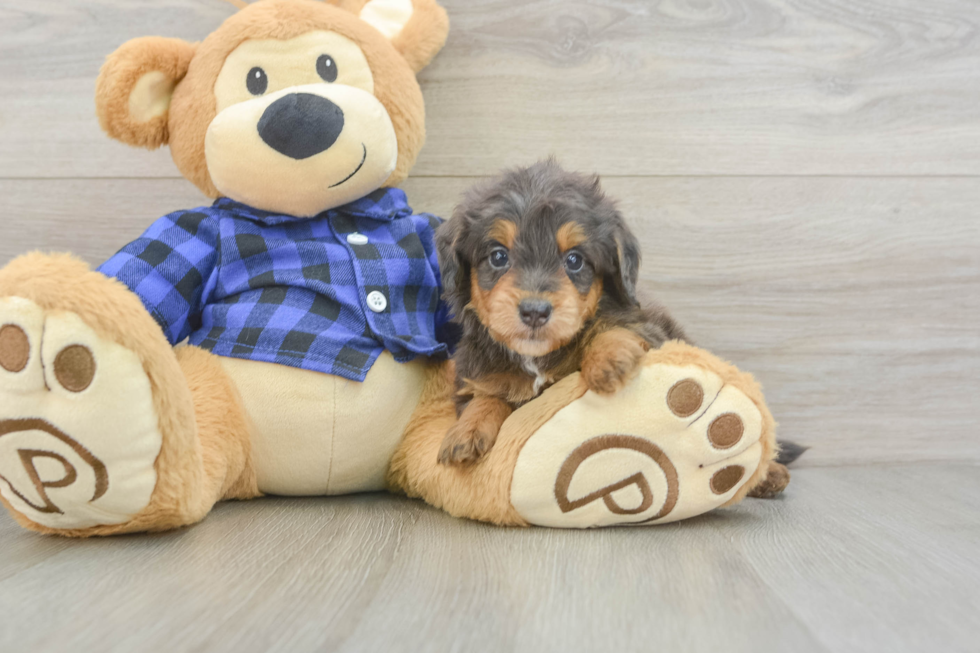 Sweet Mini Goldendoodle Baby