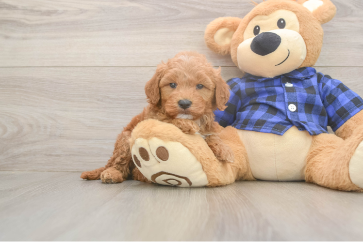 Mini Goldendoodle Puppy for Adoption