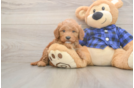 Mini Goldendoodle Puppy for Adoption