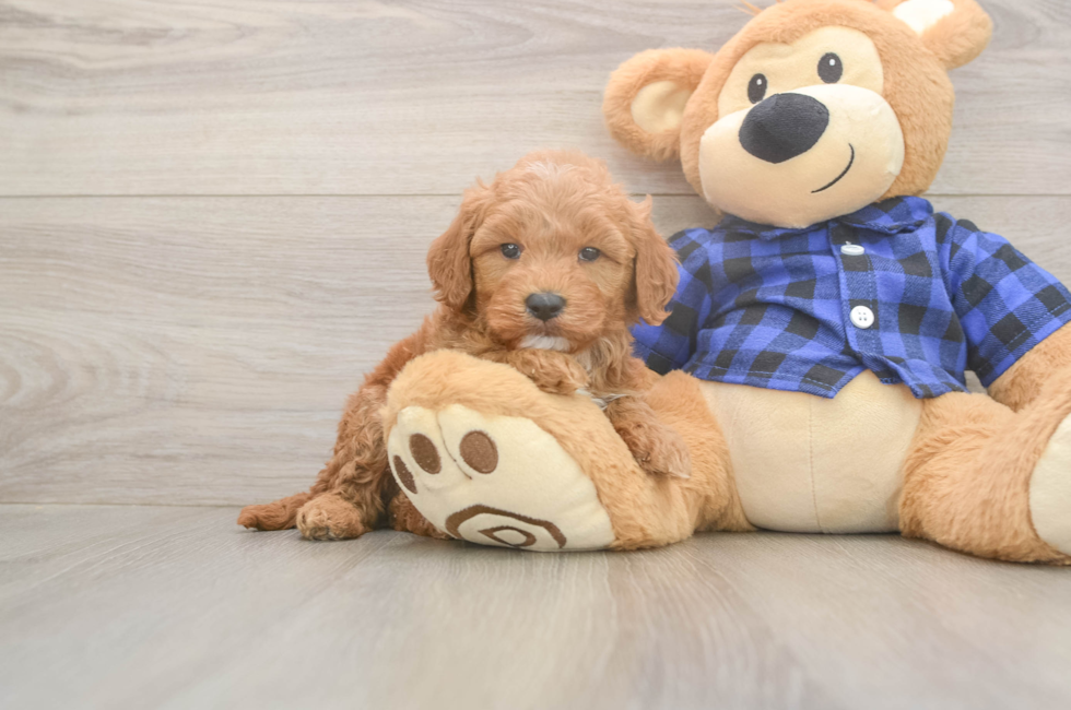 6 week old Mini Goldendoodle Puppy For Sale - Premier Pups