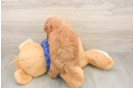 Fluffy Mini Goldendoodle Poodle Mix Pup