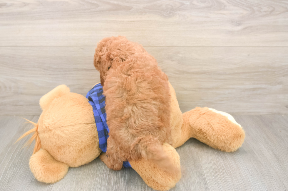 Fluffy Mini Goldendoodle Poodle Mix Pup