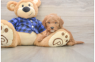 Best Mini Goldendoodle Baby