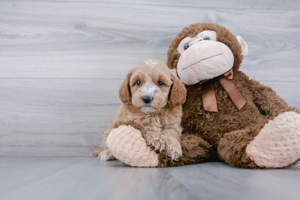 Best Mini Goldendoodle Baby