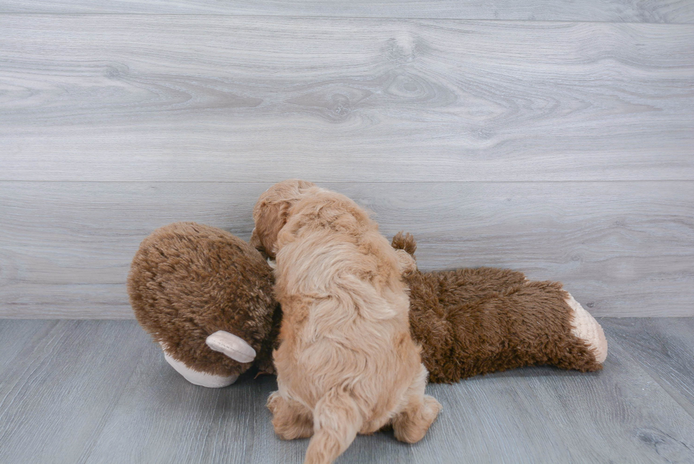 Adorable Golden Retriever Poodle Mix Puppy