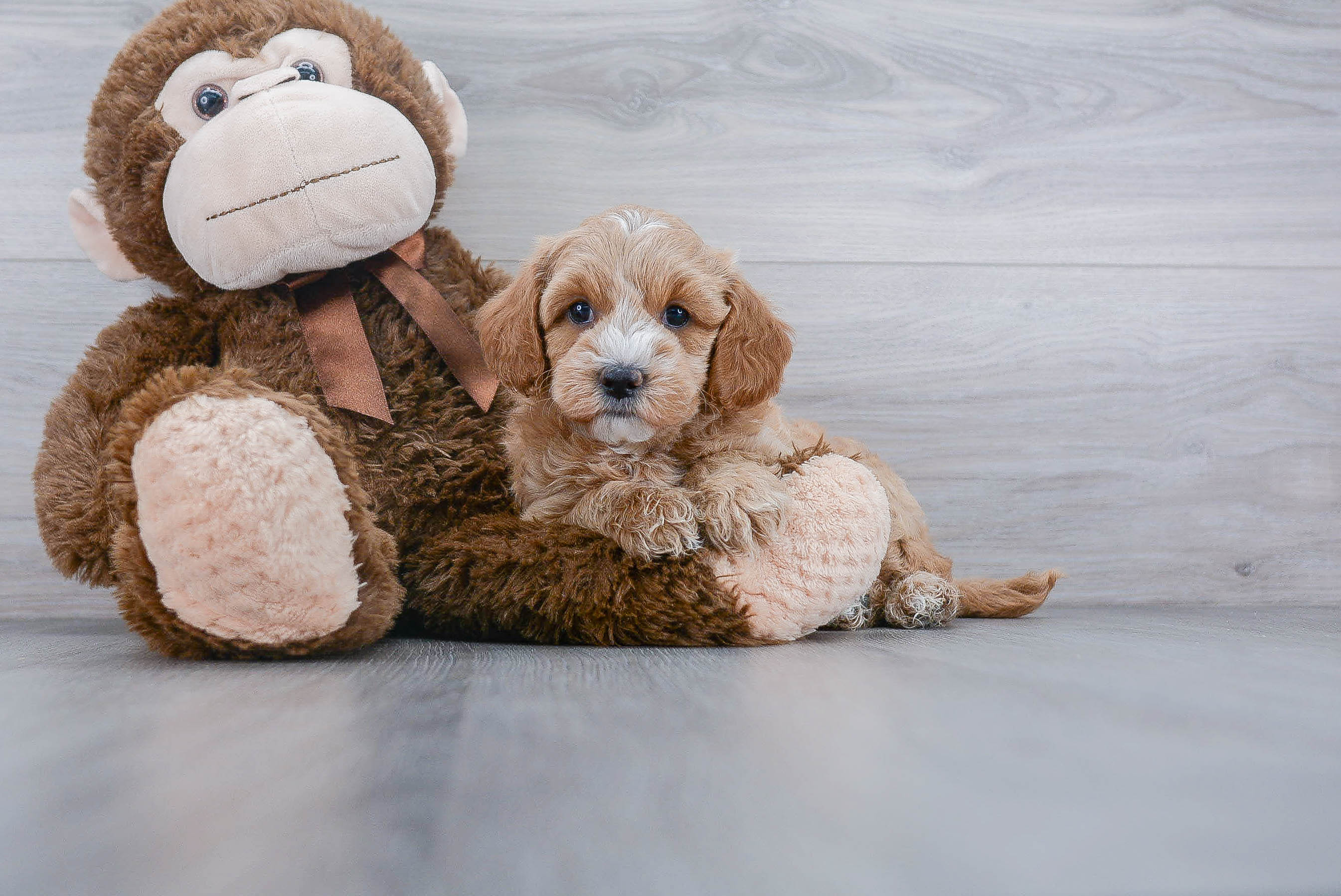 Cute Mini Goldendoodle Baby