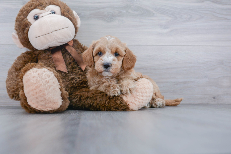 Cute Mini Goldendoodle Baby