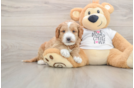 Little Mini Goldenpoo Poodle Mix Puppy