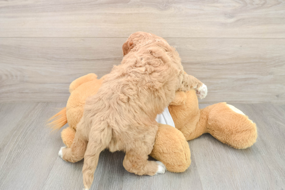 Hypoallergenic Mini Goldiepoo Poodle Mix Puppy