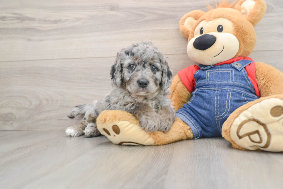 Sweet Mini Goldendoodle Baby