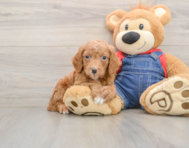 7 week old Mini Goldendoodle Puppy For Sale - Premier Pups