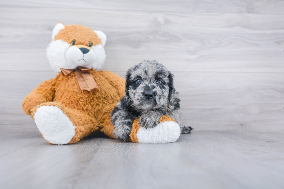 Mini Goldendoodle Pup Being Cute