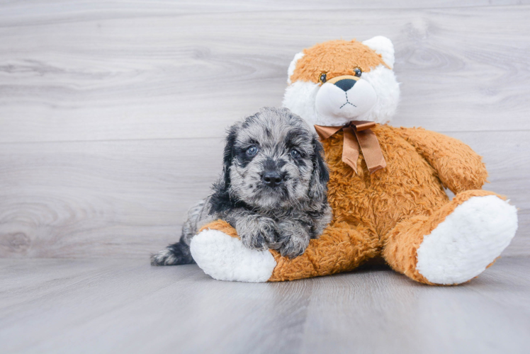 Best Mini Goldendoodle Baby