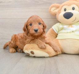 8 week old Mini Goldendoodle Puppy For Sale - Premier Pups