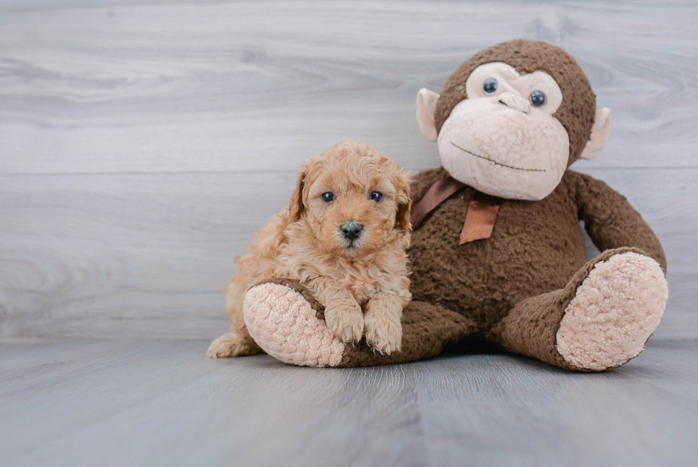 Mini Goldendoodle Puppy for Adoption