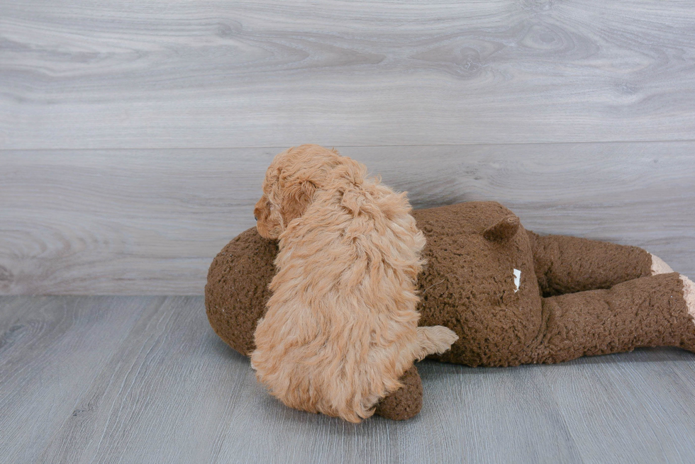 Best Mini Goldendoodle Baby