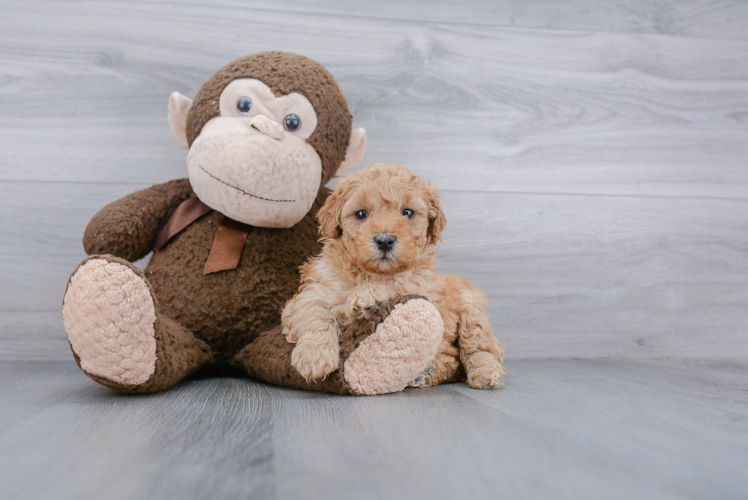 Mini Goldendoodle Puppy for Adoption