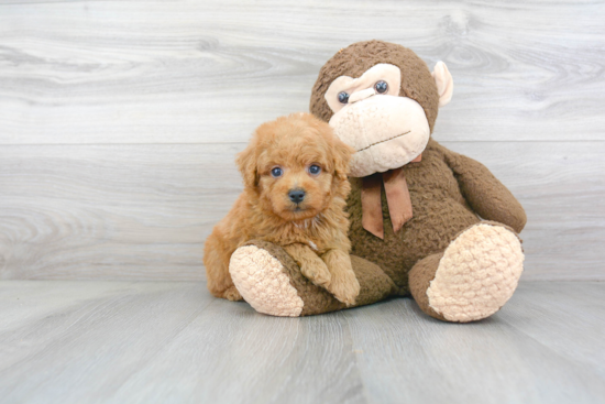 Best Mini Goldendoodle Baby