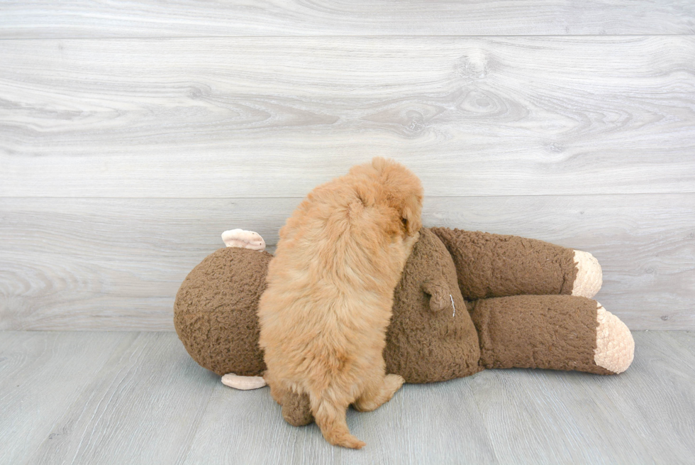 Popular Mini Goldendoodle Poodle Mix Pup