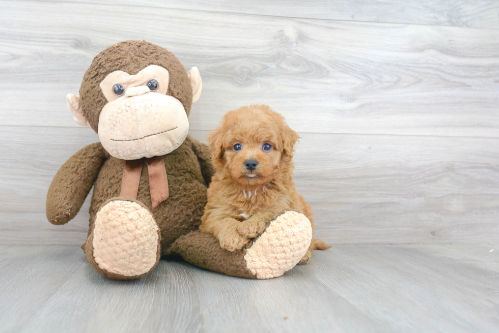 Best Mini Goldendoodle Baby