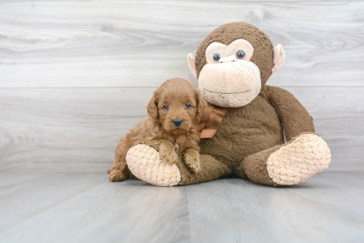 Small Mini Goldendoodle Baby