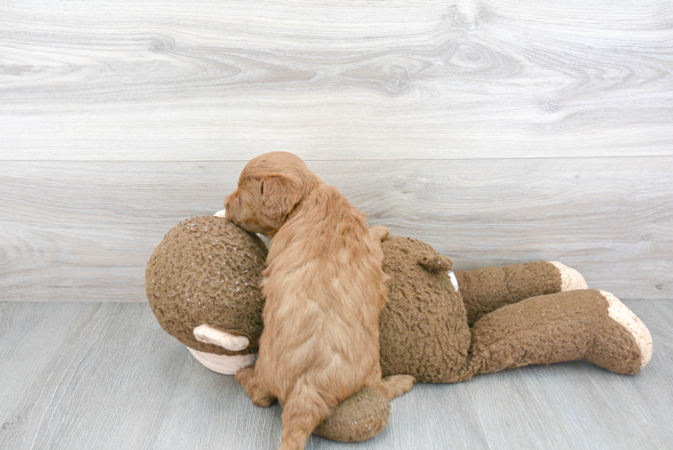 Adorable Golden Retriever Poodle Mix Puppy