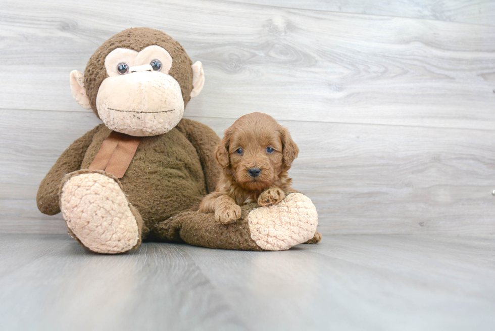 Small Mini Goldendoodle Baby