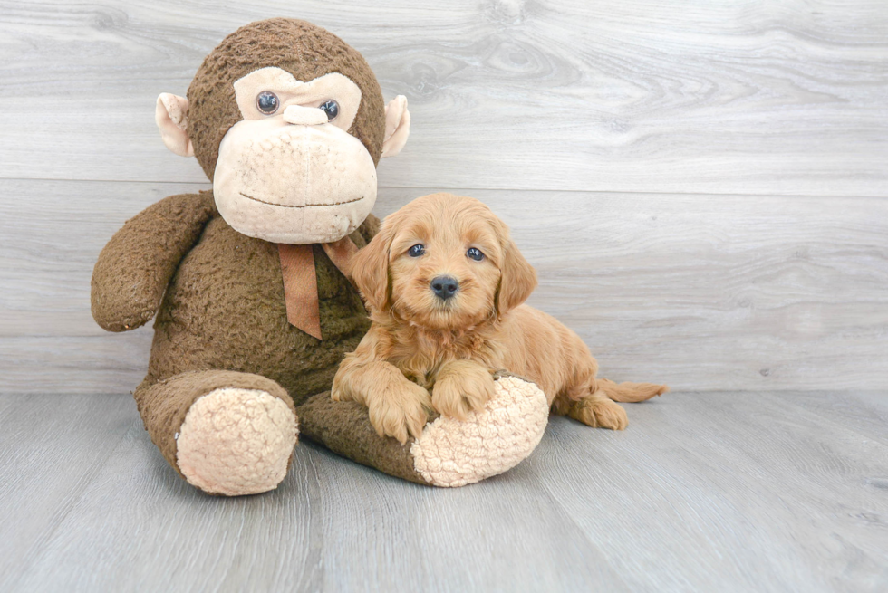 Hypoallergenic Golden Retriever Poodle Mix Puppy