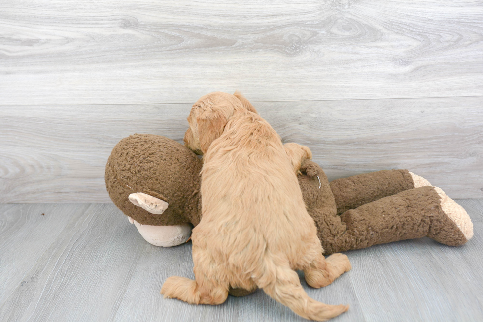 Funny Mini Goldendoodle Poodle Mix Pup