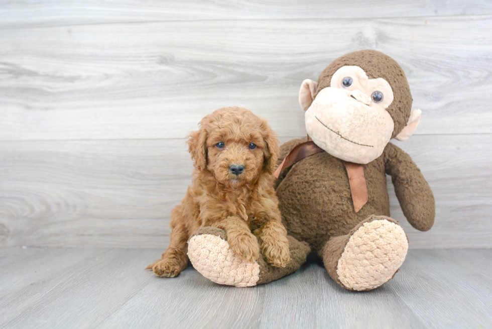 Best Mini Goldendoodle Baby